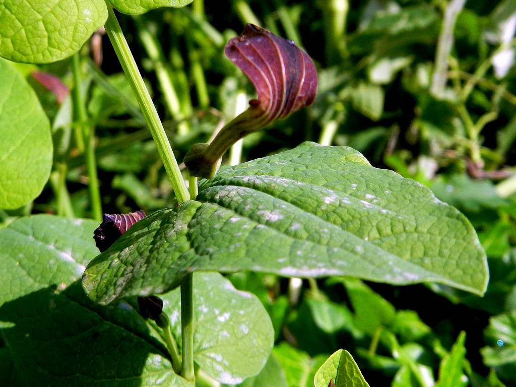 Aristolochia rotunda